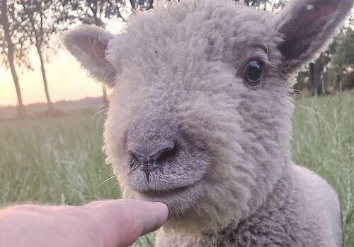 High-Sheep