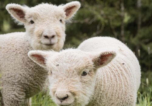 High-Sheep